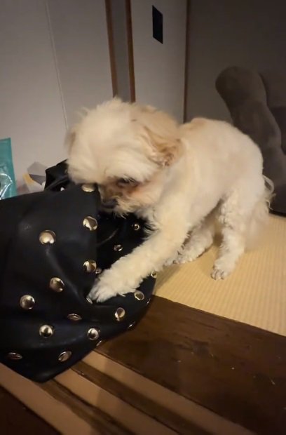 慌ててバッグを守るすずめちゃん