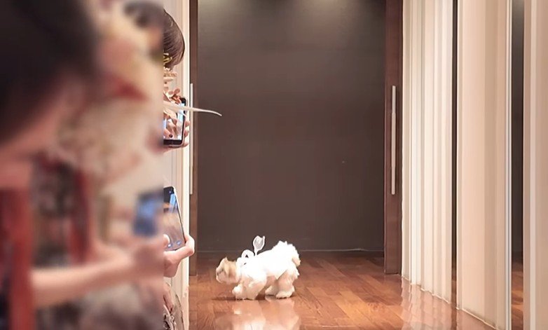 リングドッグに挑戦するつぶちゃん2