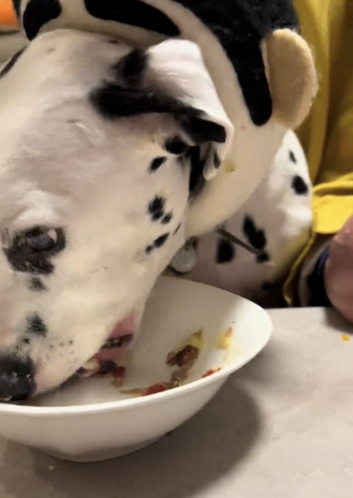 器に顔を突っ込んで食べる犬