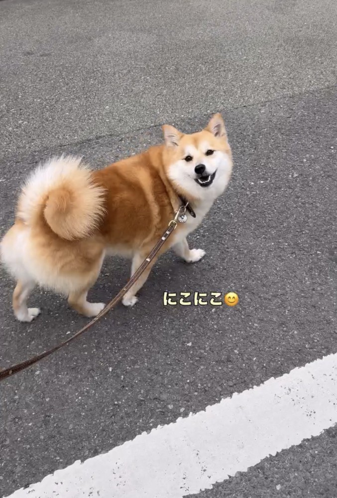 振り返って笑う犬