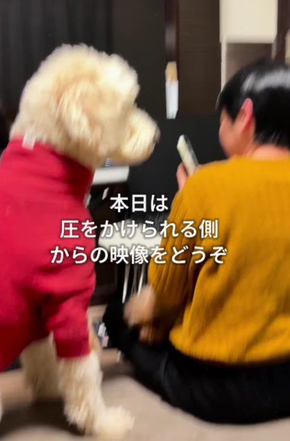 正面から撮影してみた