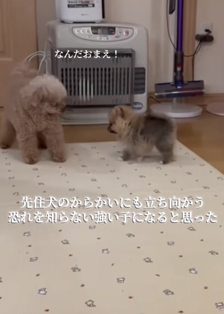 先住犬に立ち向かうポメラニアンの子犬