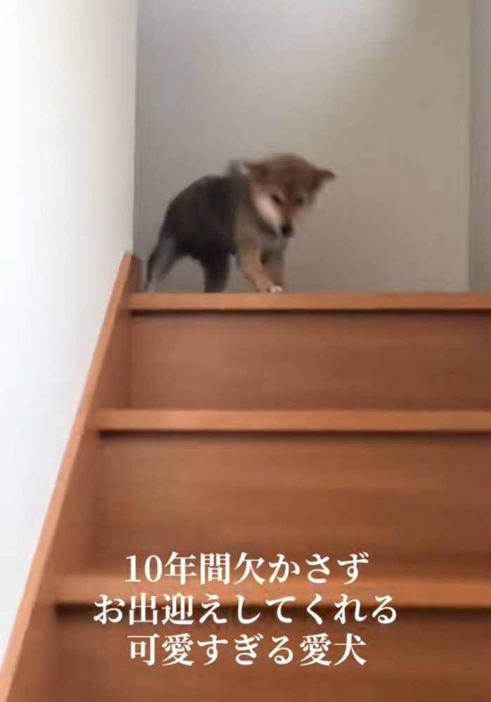喜ぶ赤ちゃん犬