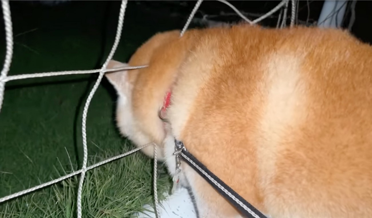 ネットに顔を突っ込む柴犬
