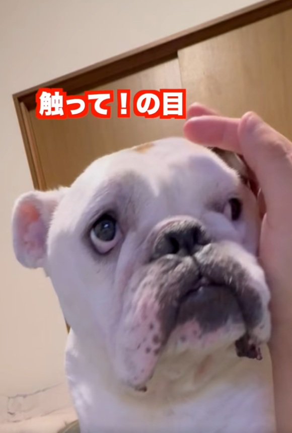 触ってほしいぱせり君