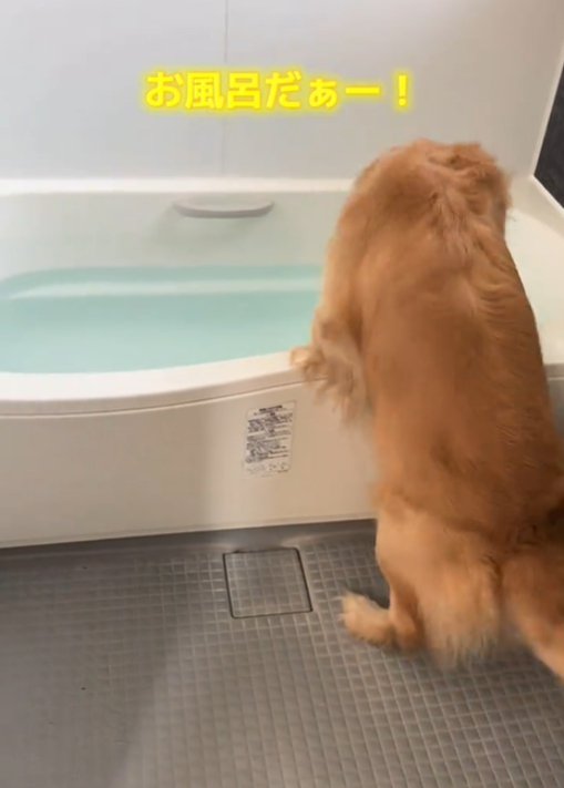 お風呂を覗く犬3