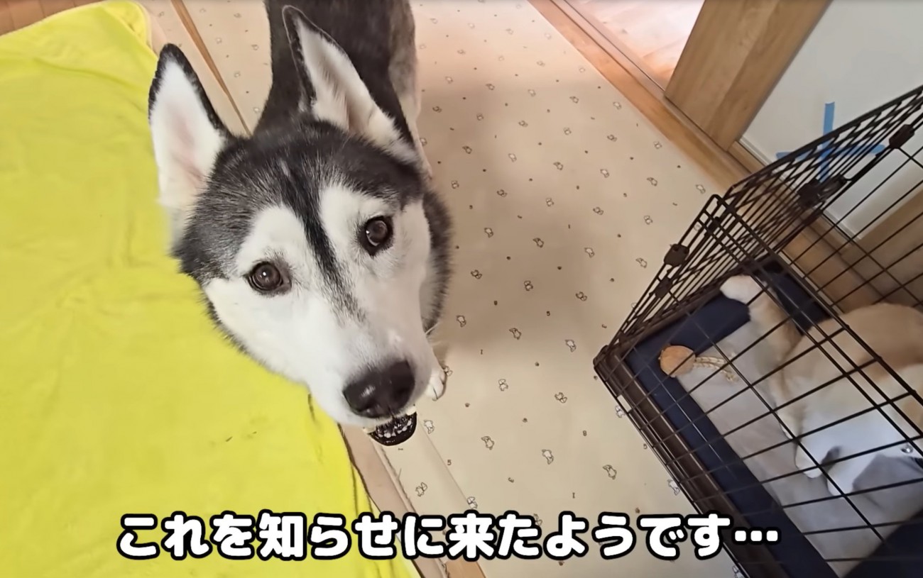 見上げて訴える大型犬