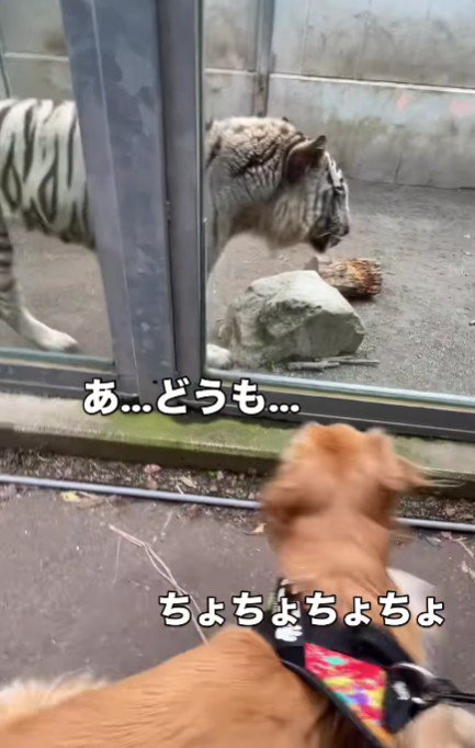 「やばいやばいやばい！！」