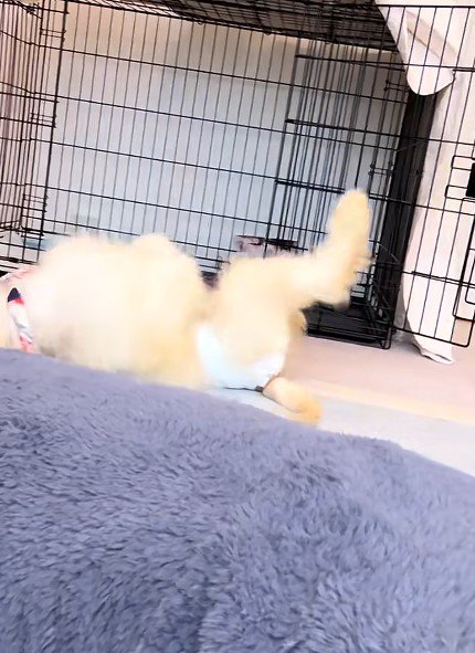 遊び盛りの赤ちゃん犬