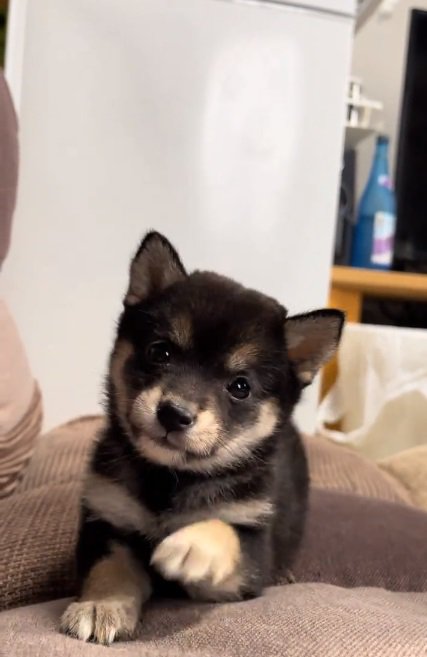 近づいてくるあられちゃん