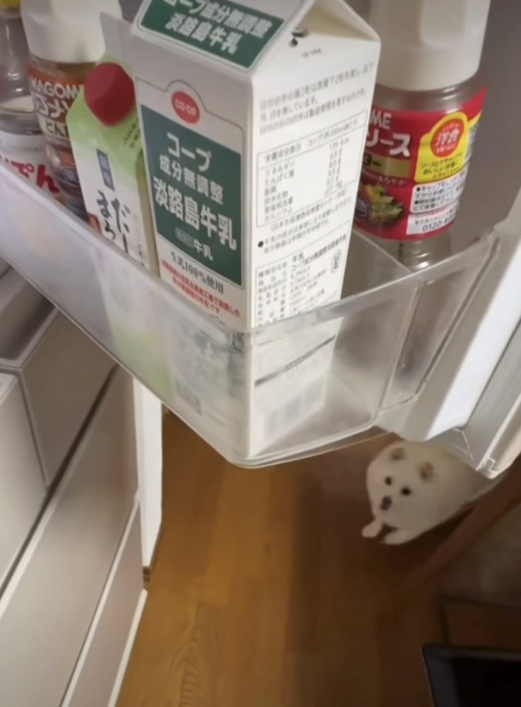 近づいてくる犬