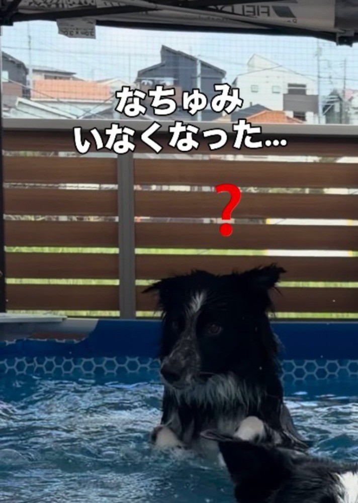 水の中から顔を出して呆然とする息子犬