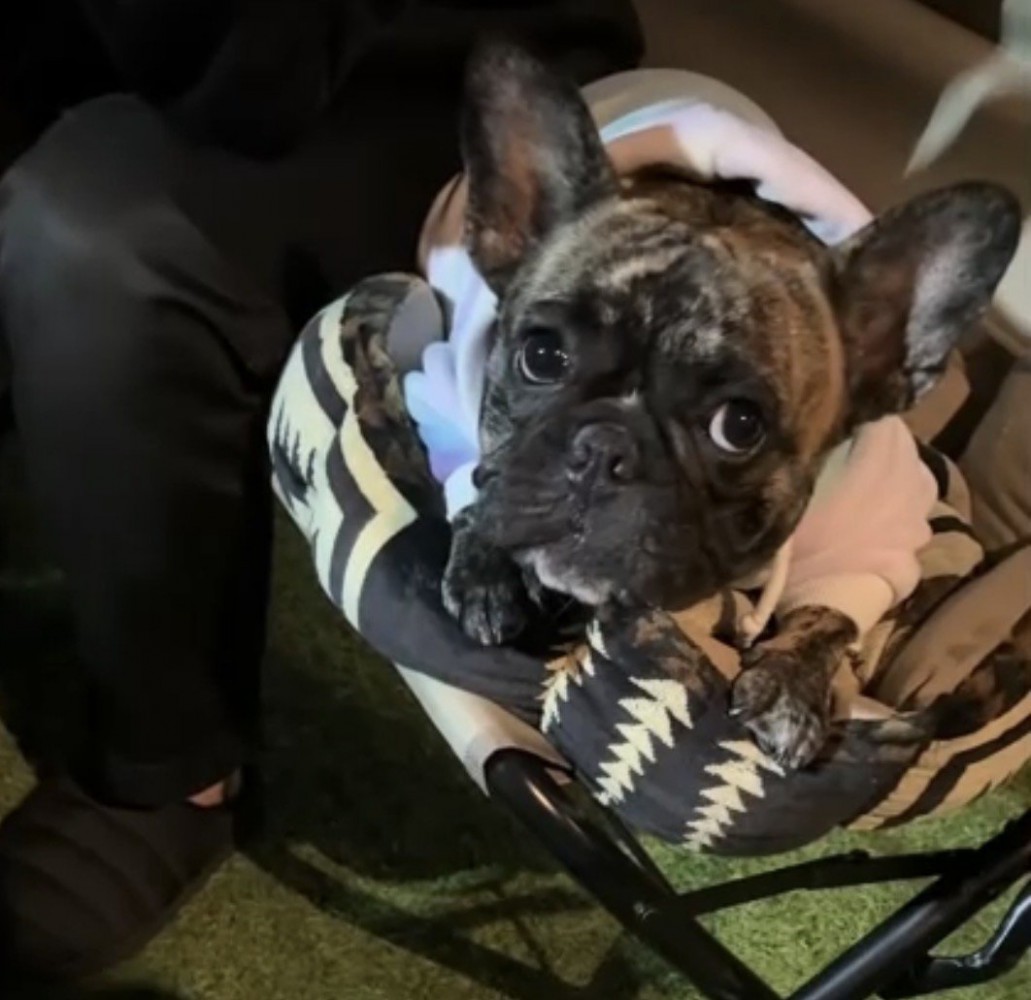 文句を言う犬