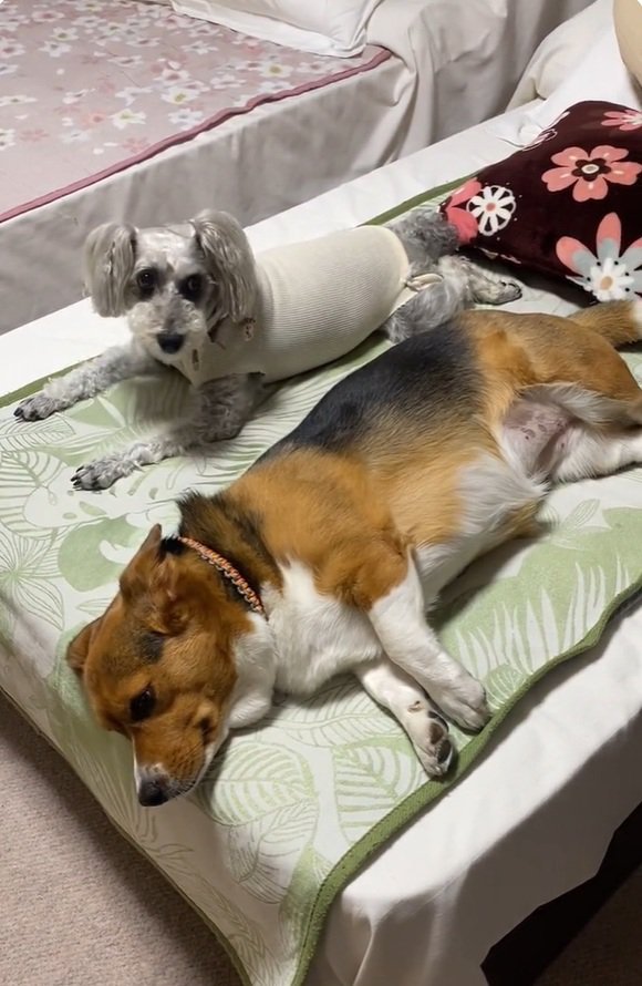 ベッドを占領する2匹