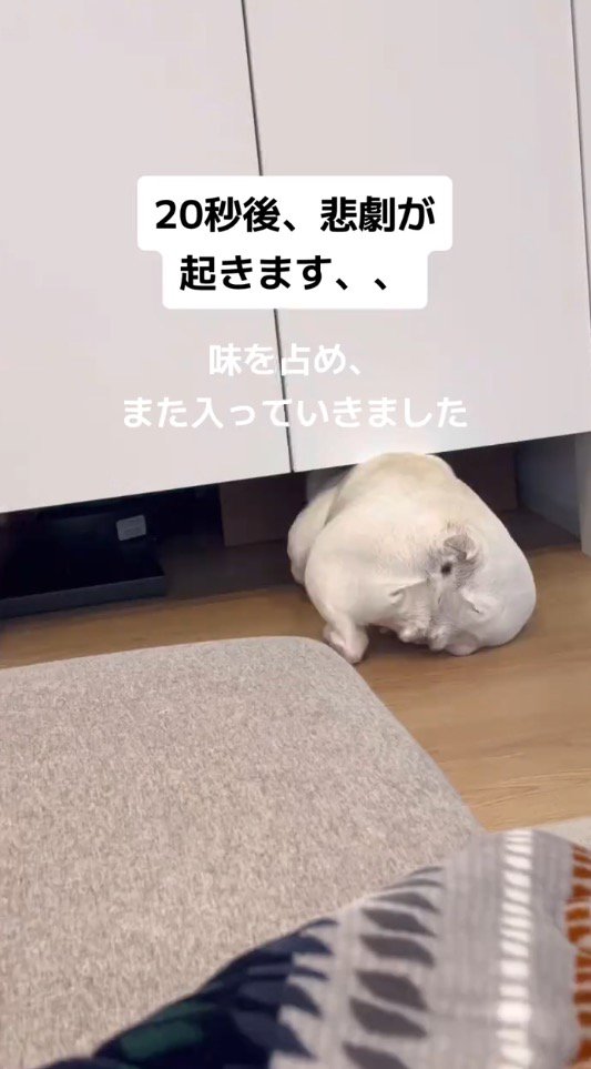 扉の下にもぐる犬
