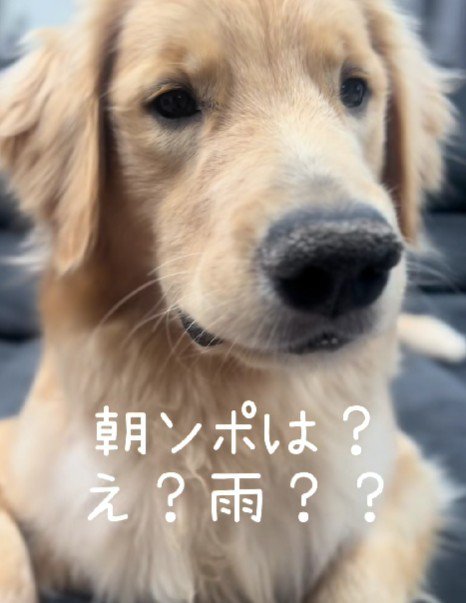 「え…お散歩中止…？」