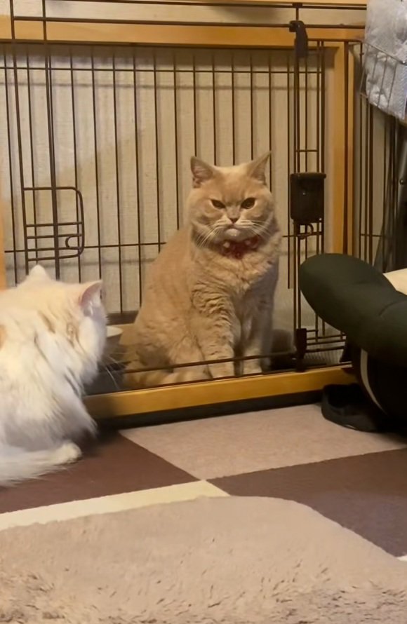 我が物顔のころもちゃん