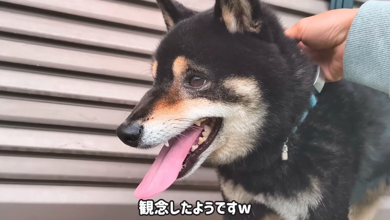 「捕まっちゃった～…」