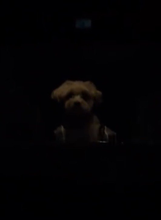 暗闇にたたずむ犬