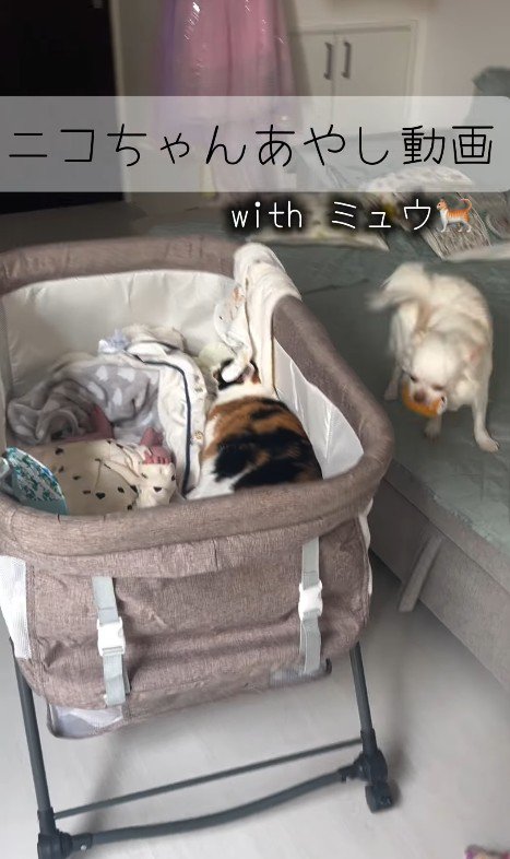 赤ちゃんが泣いた時のニコちゃん2