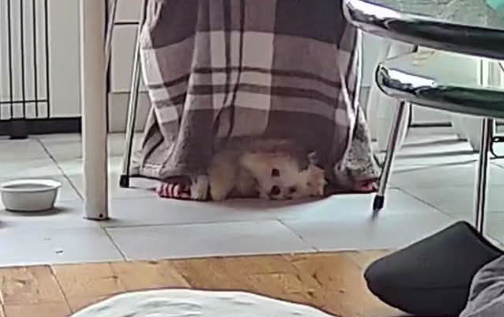 ママの足元が定位置です