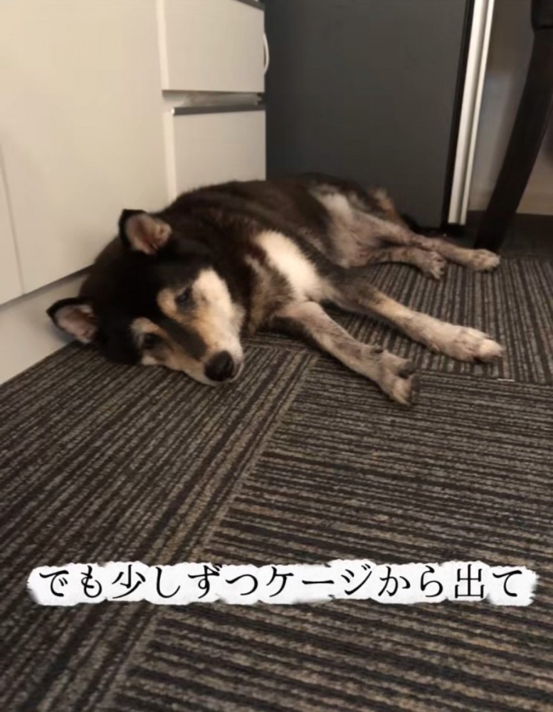 ケージの外で横になる老犬