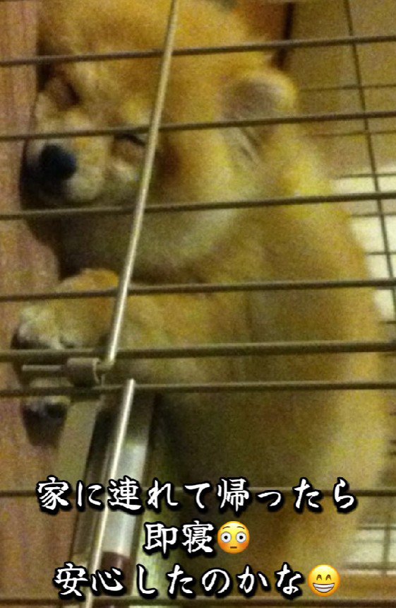 家族の一員として迎えた