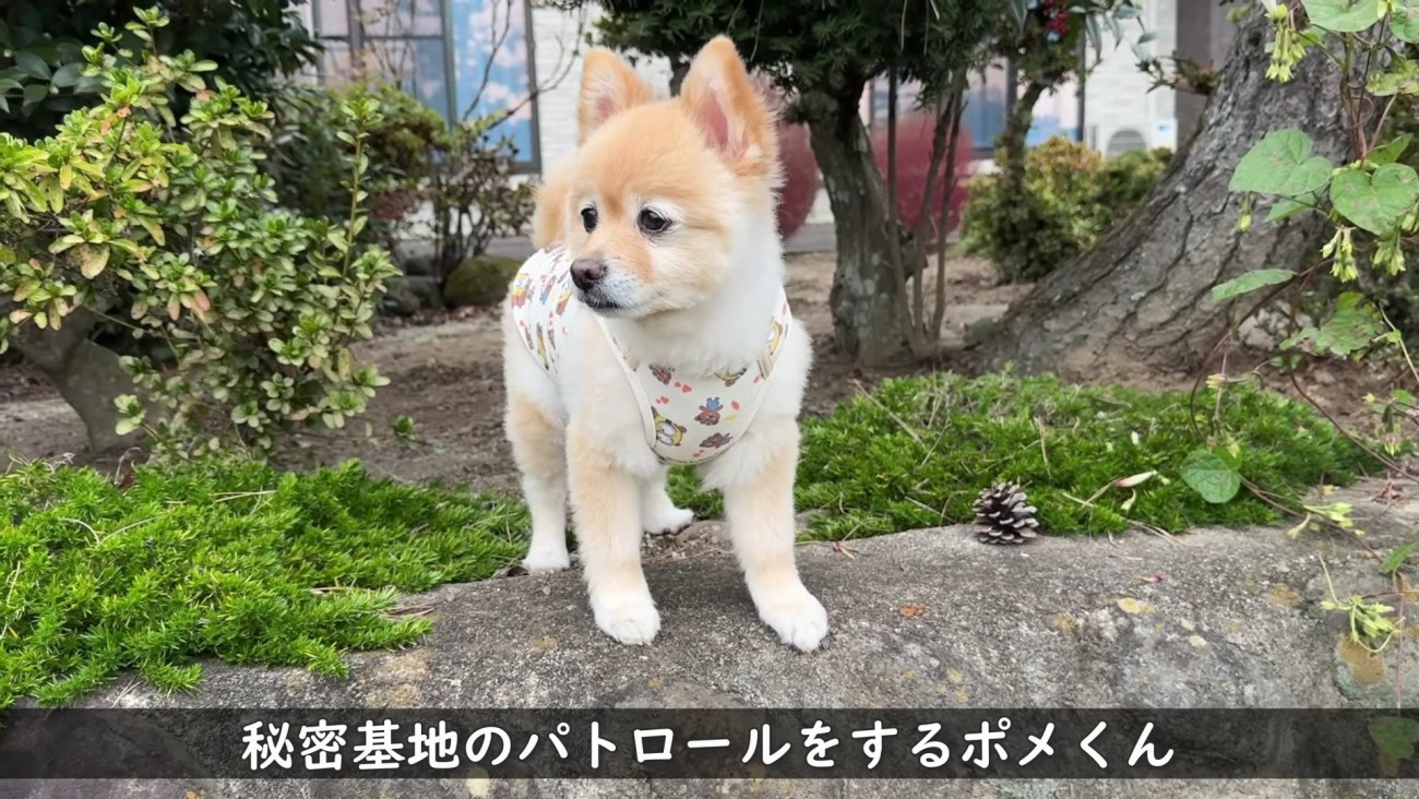 さっそく庭の見回り