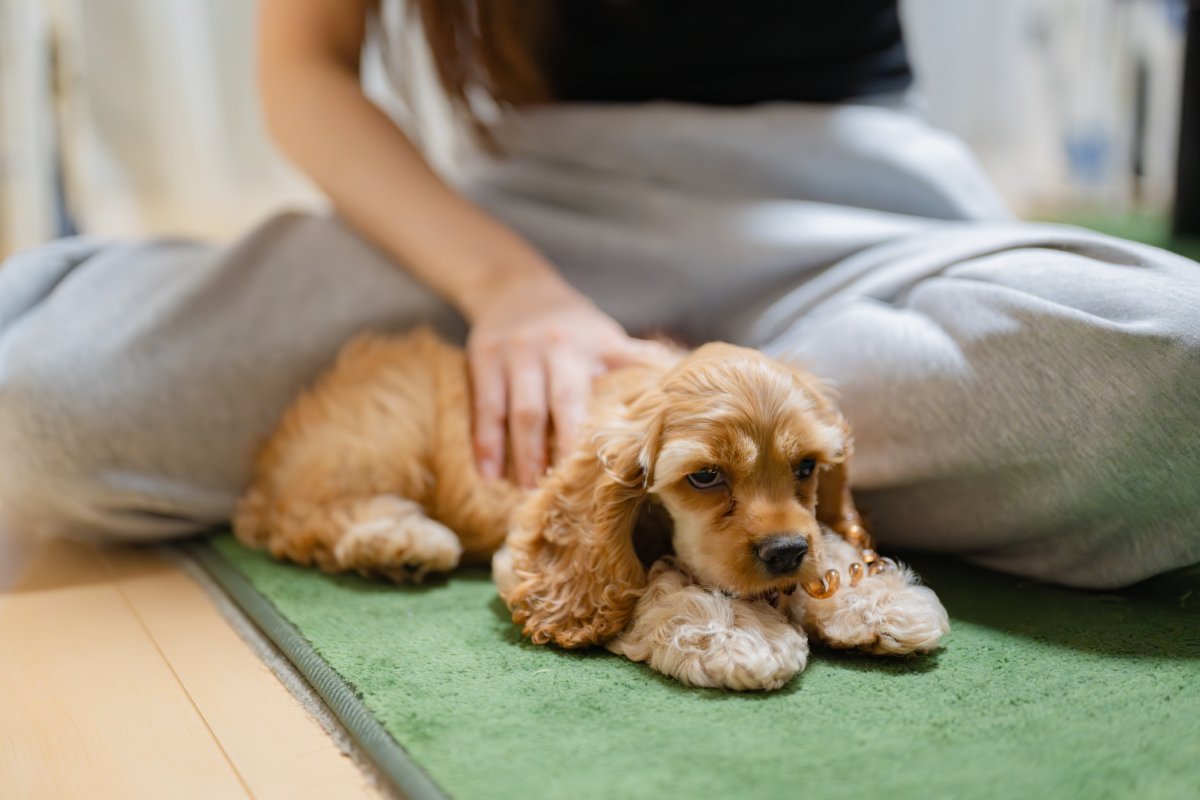 犬が飼い主に『お尻をつけて座る』心理5選 密着してくる理由や適切な対応まで解説