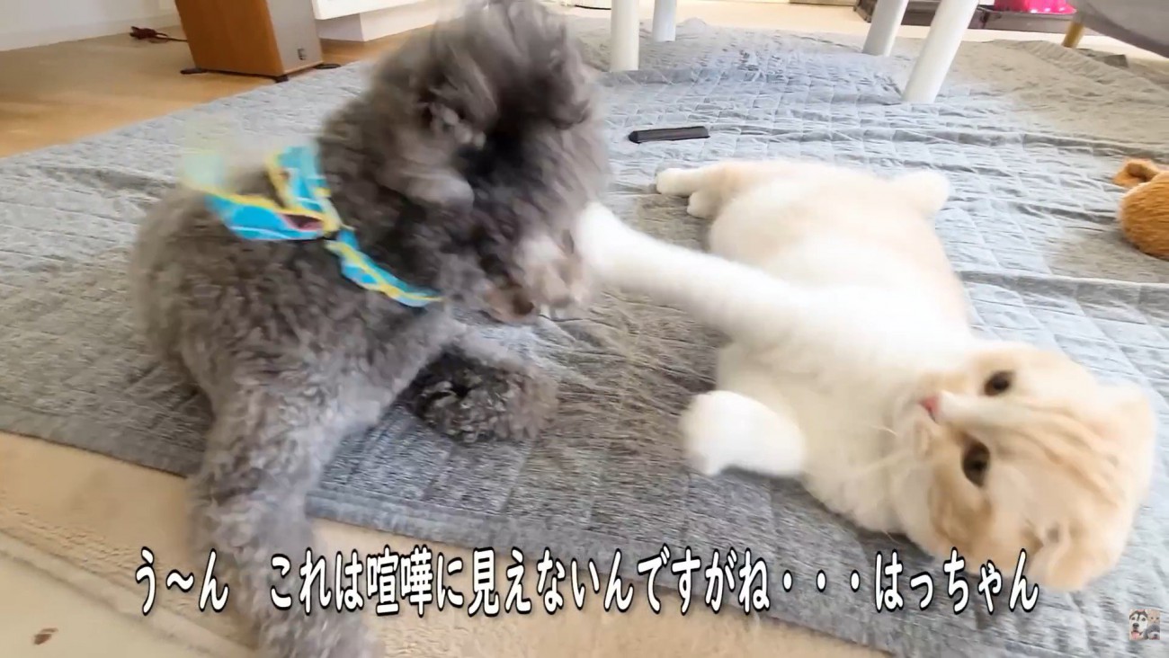 じゃれ合って遊んでいます♪