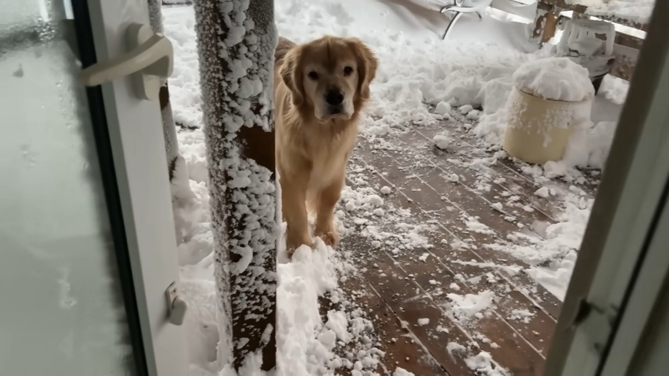 楽しそうにしっぽをフリフリ♪