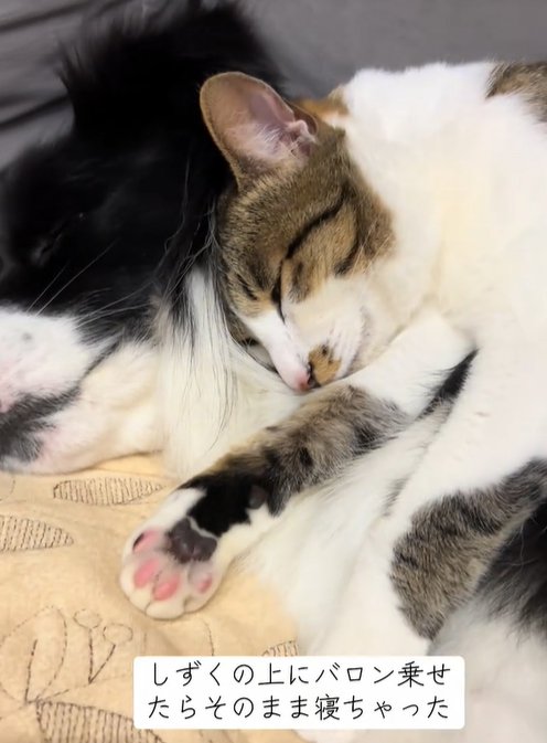 眠る猫