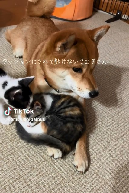 こむぎさんと子猫たち