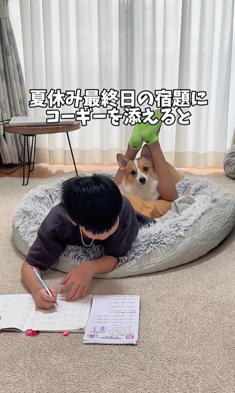 宿題中の男の子とココちゃん