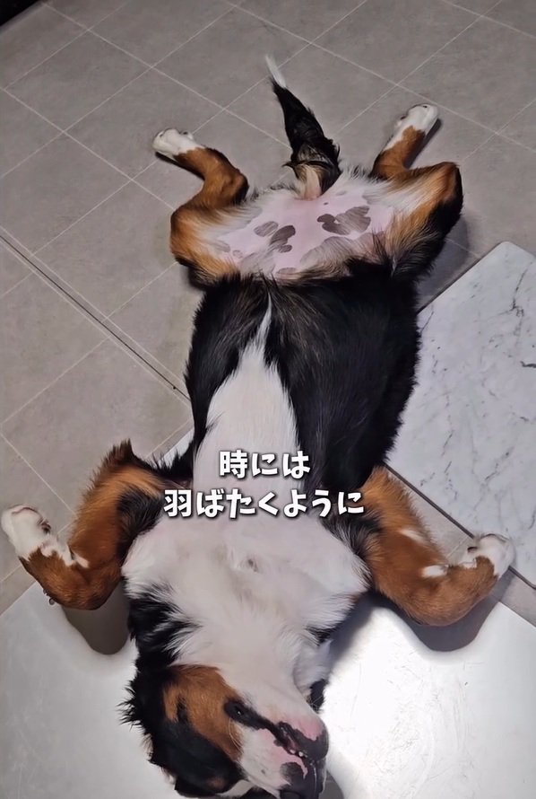 羽ばたく都ちゃん