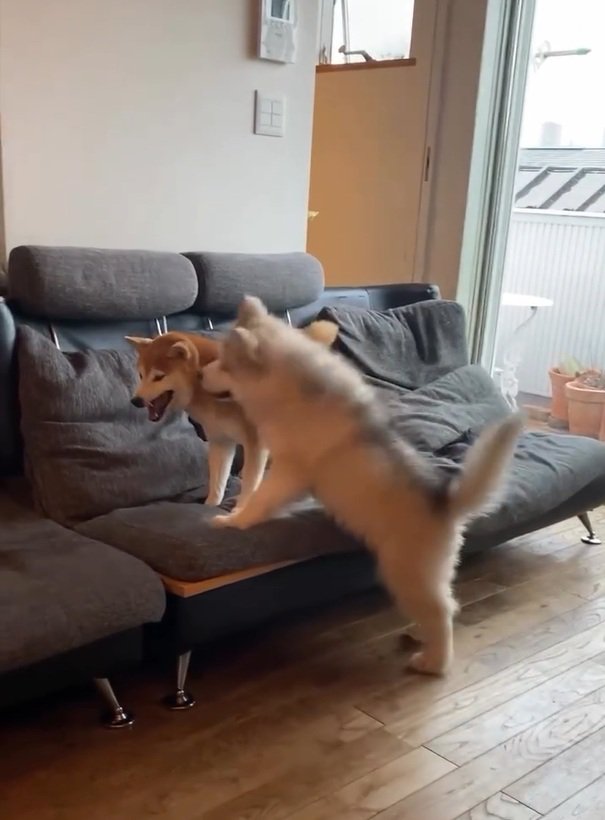 怒り始めたララちゃん