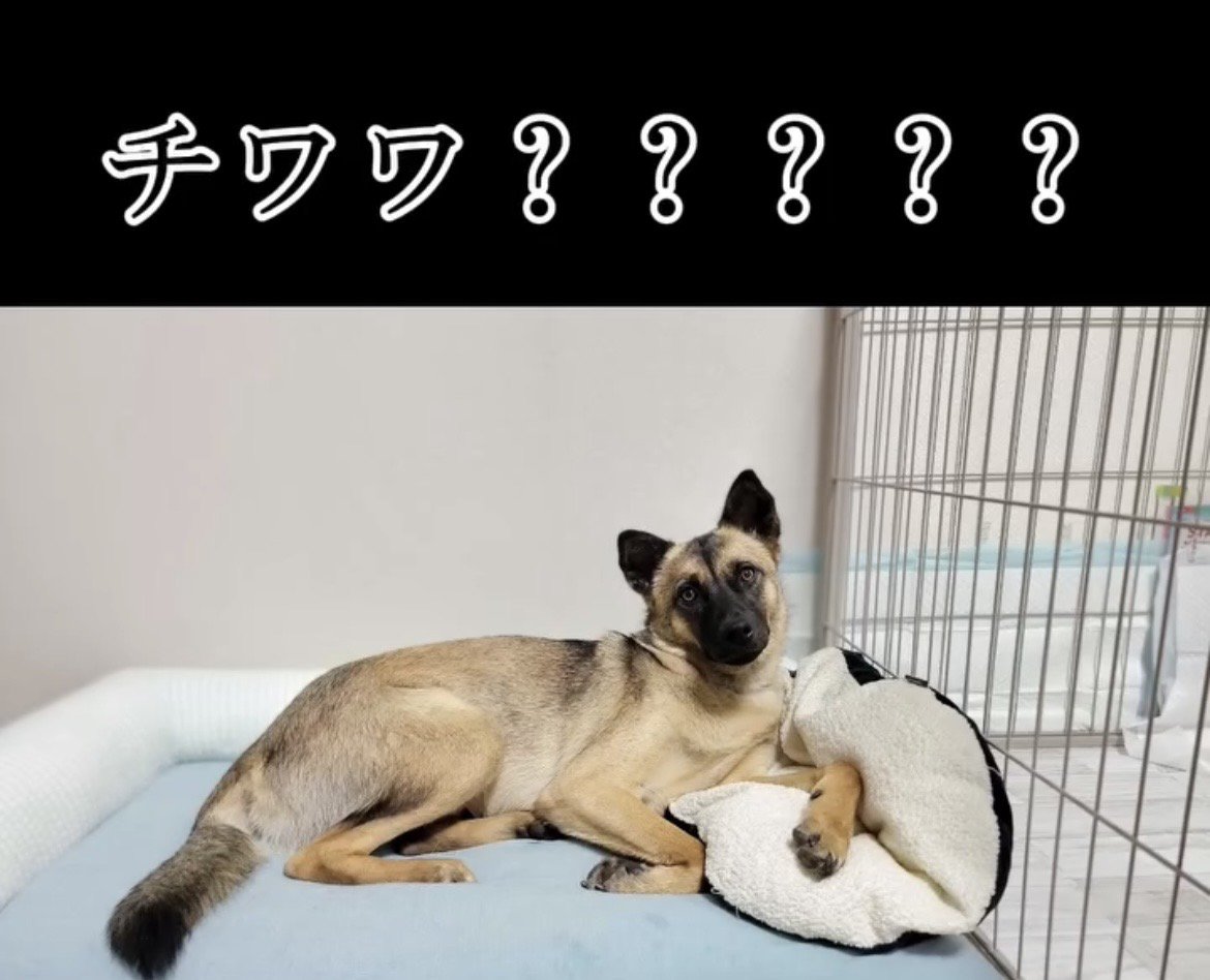 ベッドでリラックスする犬