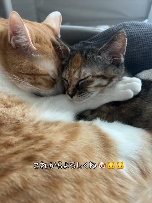 仲良しで可愛い♪