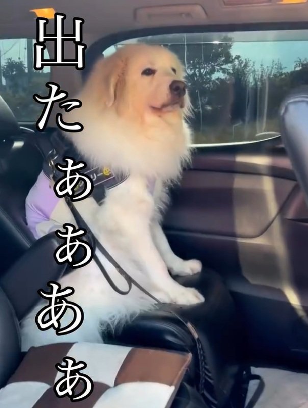 降りたくないシェリーちゃん