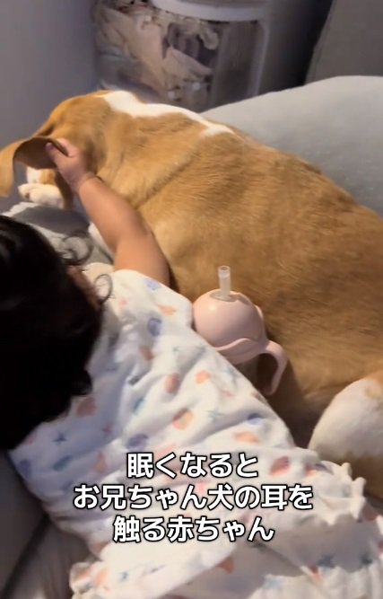 耳を触る赤ちゃん1