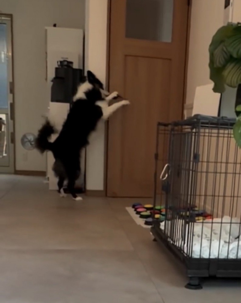 ドアに飛びつく犬