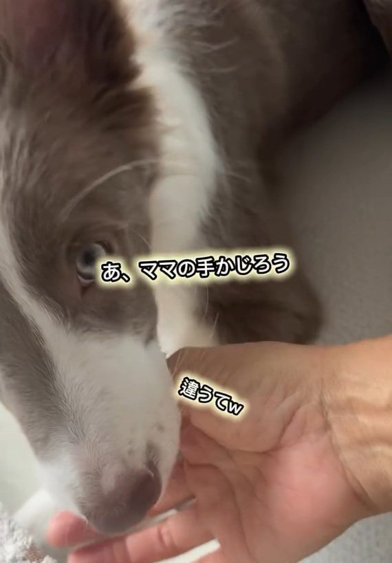 ママの手をかじるピエナちゃん