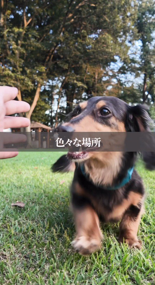 芝生の上を走って飼い主に駆け寄る犬