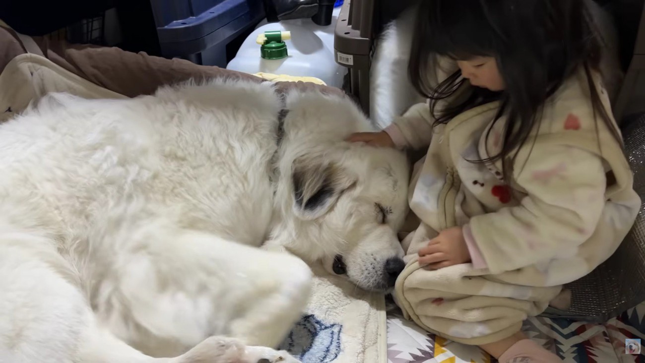 シュシュちゃんとろのちゃん