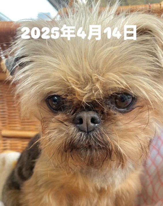 お迎え時のわっふちゃん3