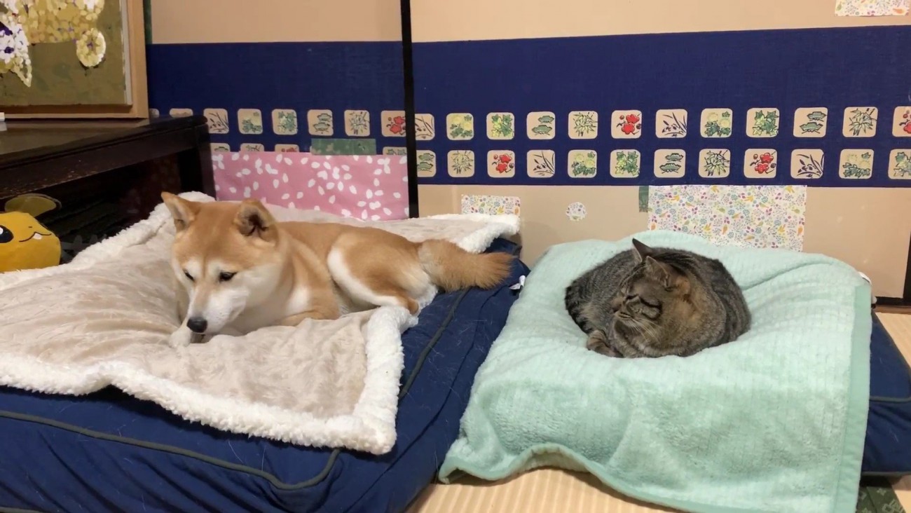 お気に入りの寝床でリラックス