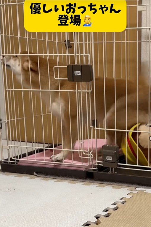 業者さんが来た日のはなちゃん5