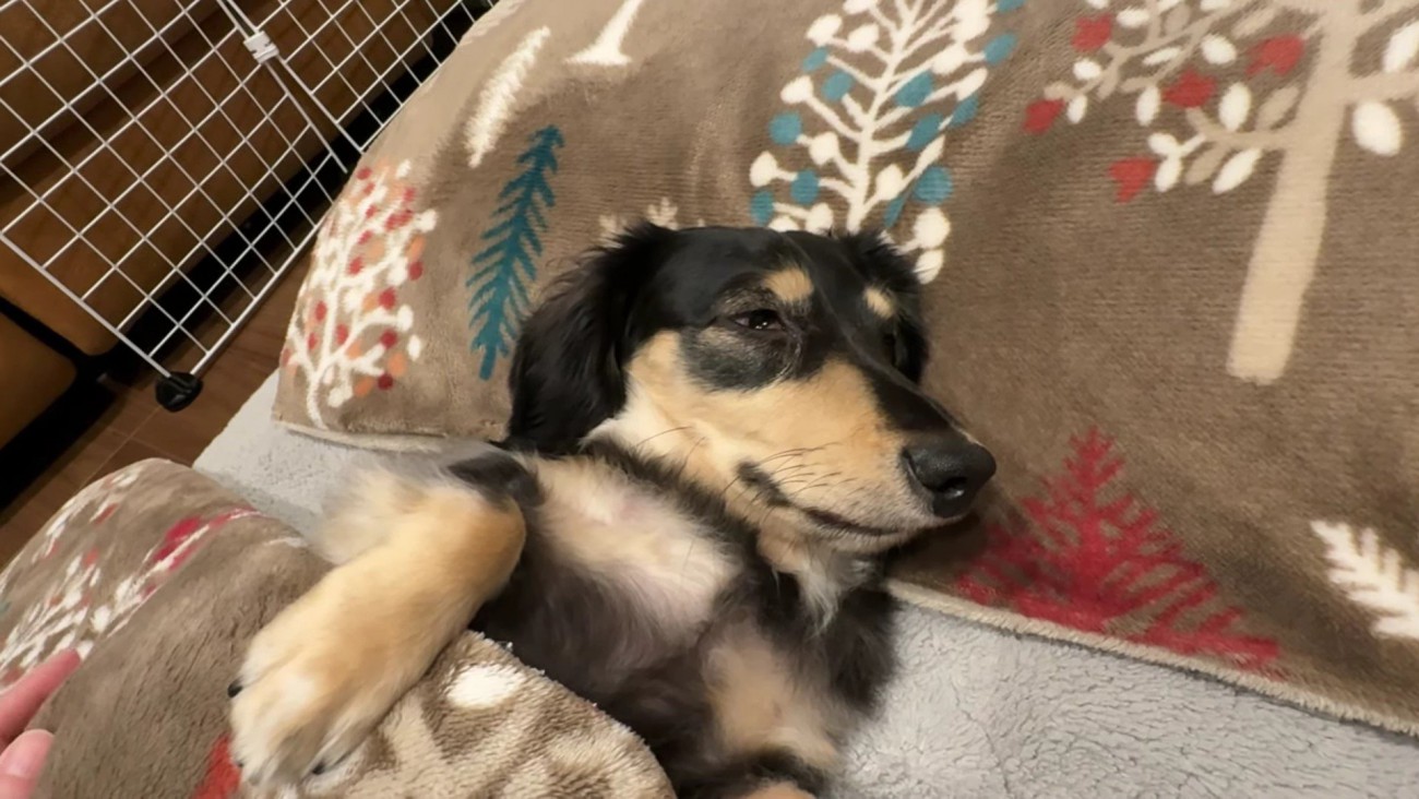 ルークちゃんは2代目