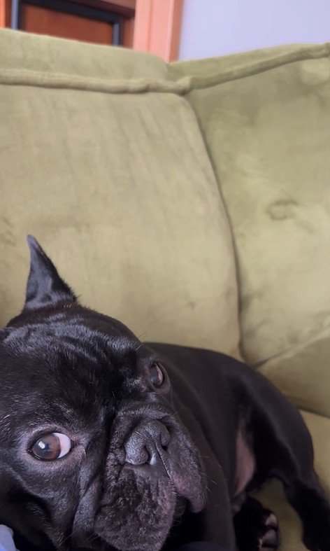 お留守番を察したジェットくん7