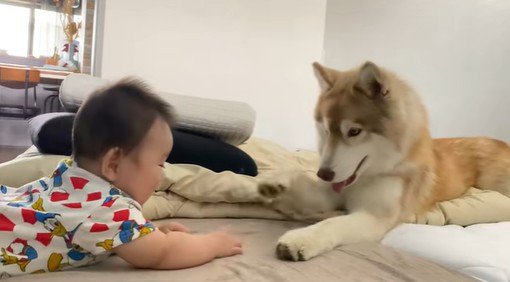 茶々丸くんと赤ちゃん5